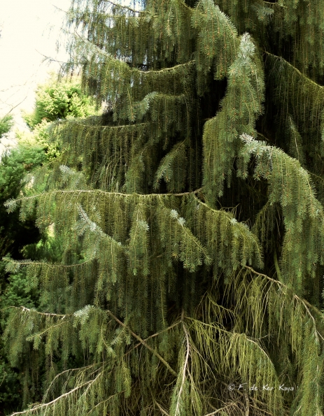 Bois des Moutiers (32) avril 2012